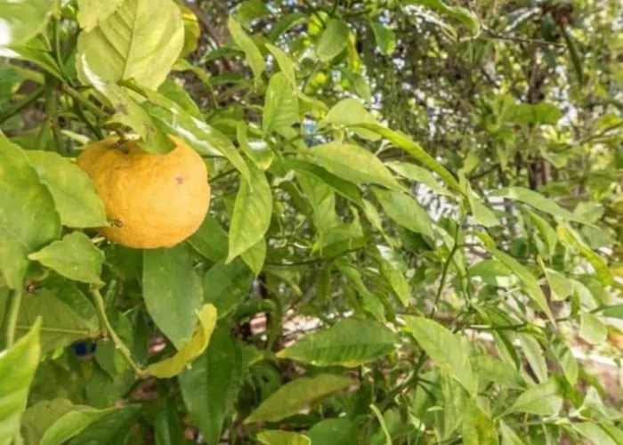 Villa Senhorial - Palace Xix & Privacy & Beach & Old Town *