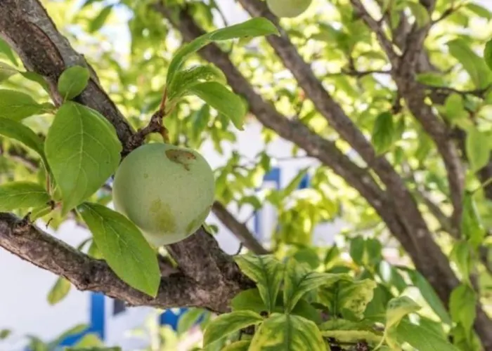 Senhorial - Palace Xix & Privacy & Beach & Old Town Albufeira